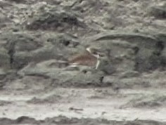 Wilson's Plover - ML434694941