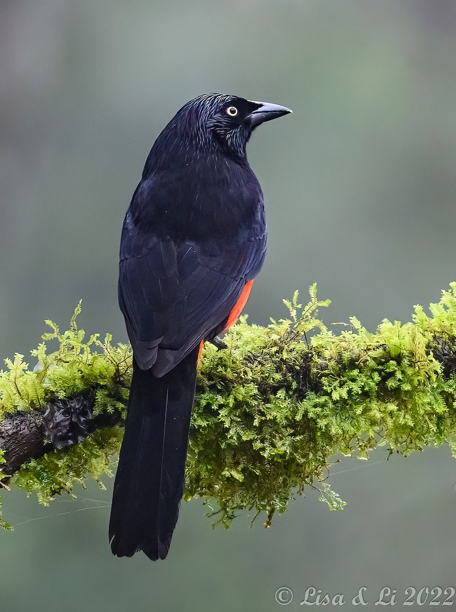 Red-bellied Grackle - Lisa & Li Li