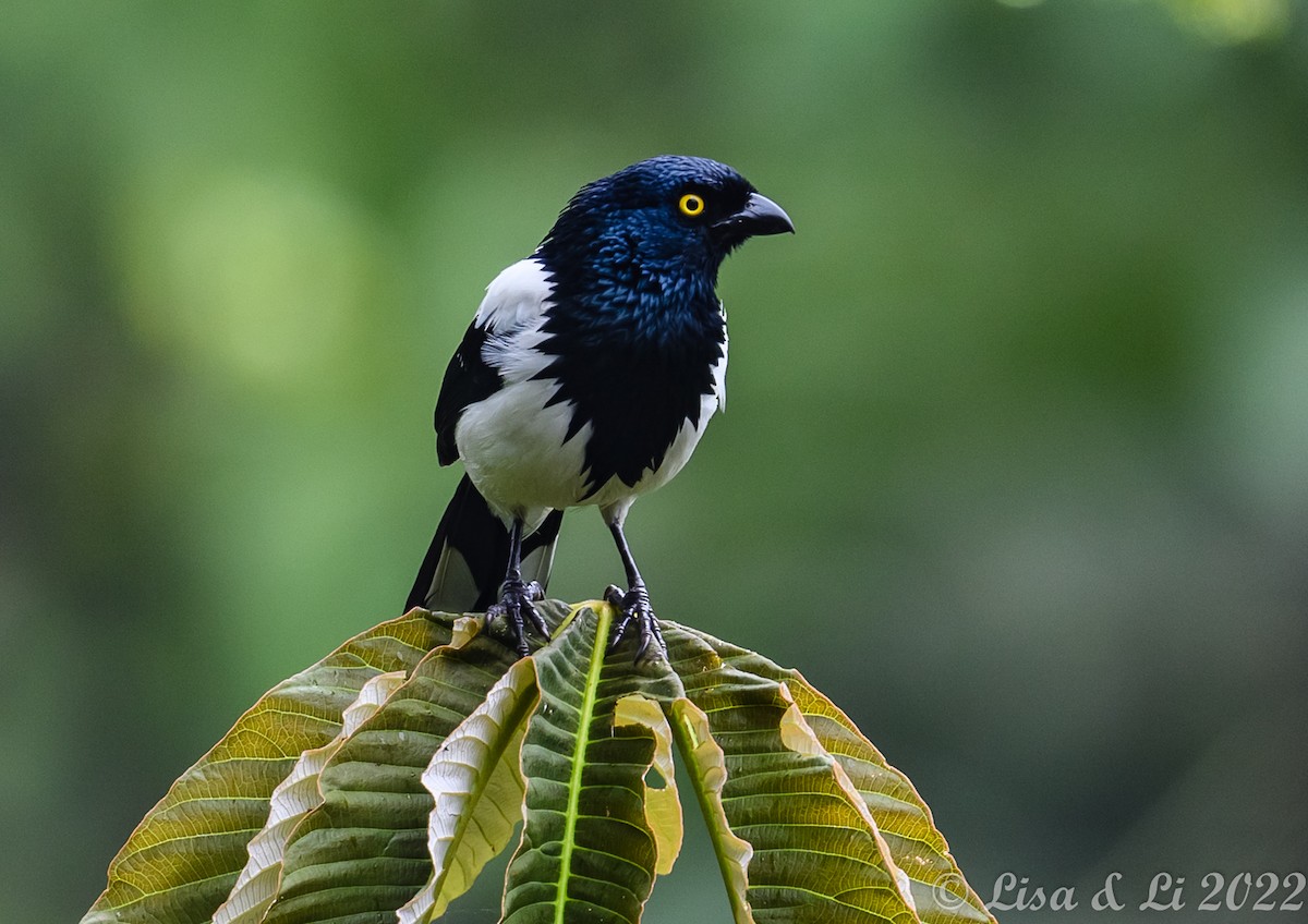 Magpie Tanager - ML434695631