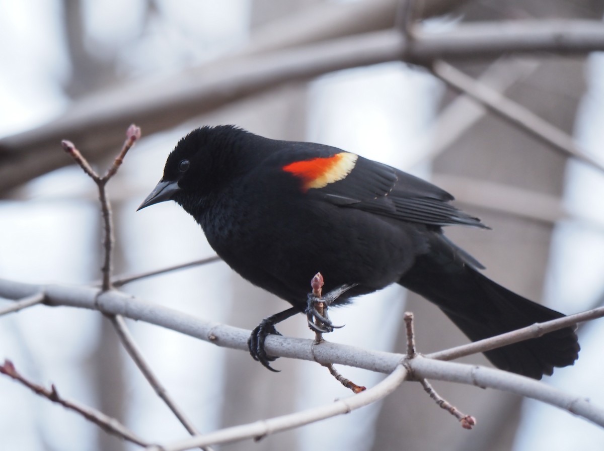 Red-winged Blackbird - André Dionne