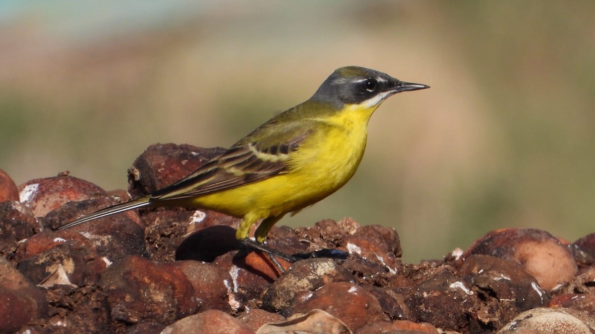 Western Yellow Wagtail (dombrowskii-type intergrade) - ML434696481