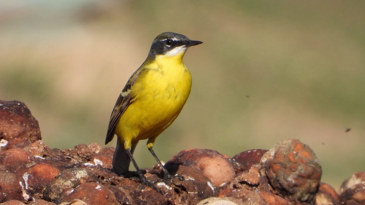 Western Yellow Wagtail (dombrowskii-type intergrade) - ML434696631