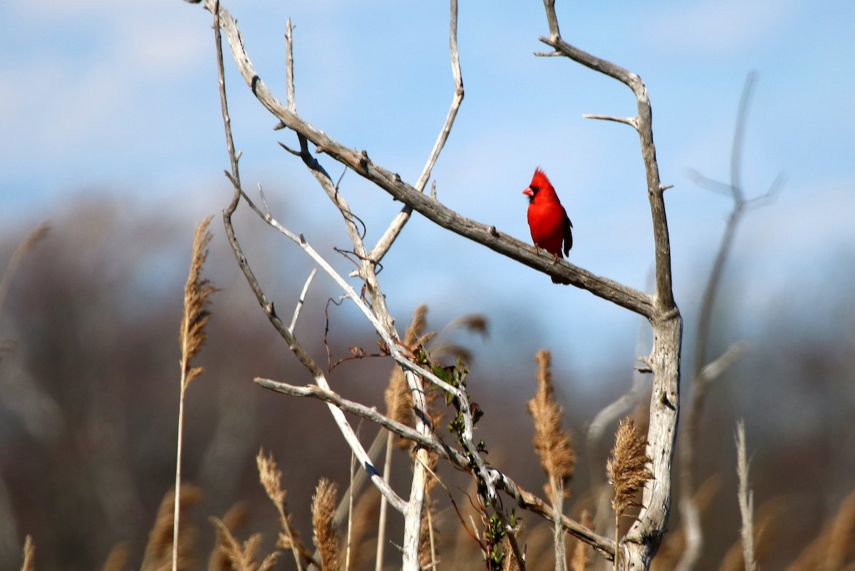 Cardinal rouge - ML434699011