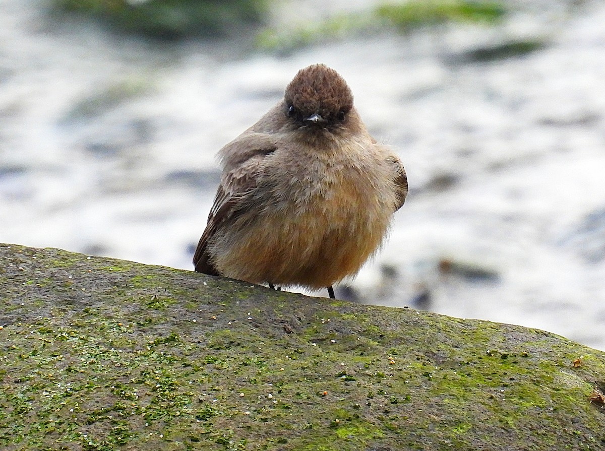 Say's Phoebe - ML434699401