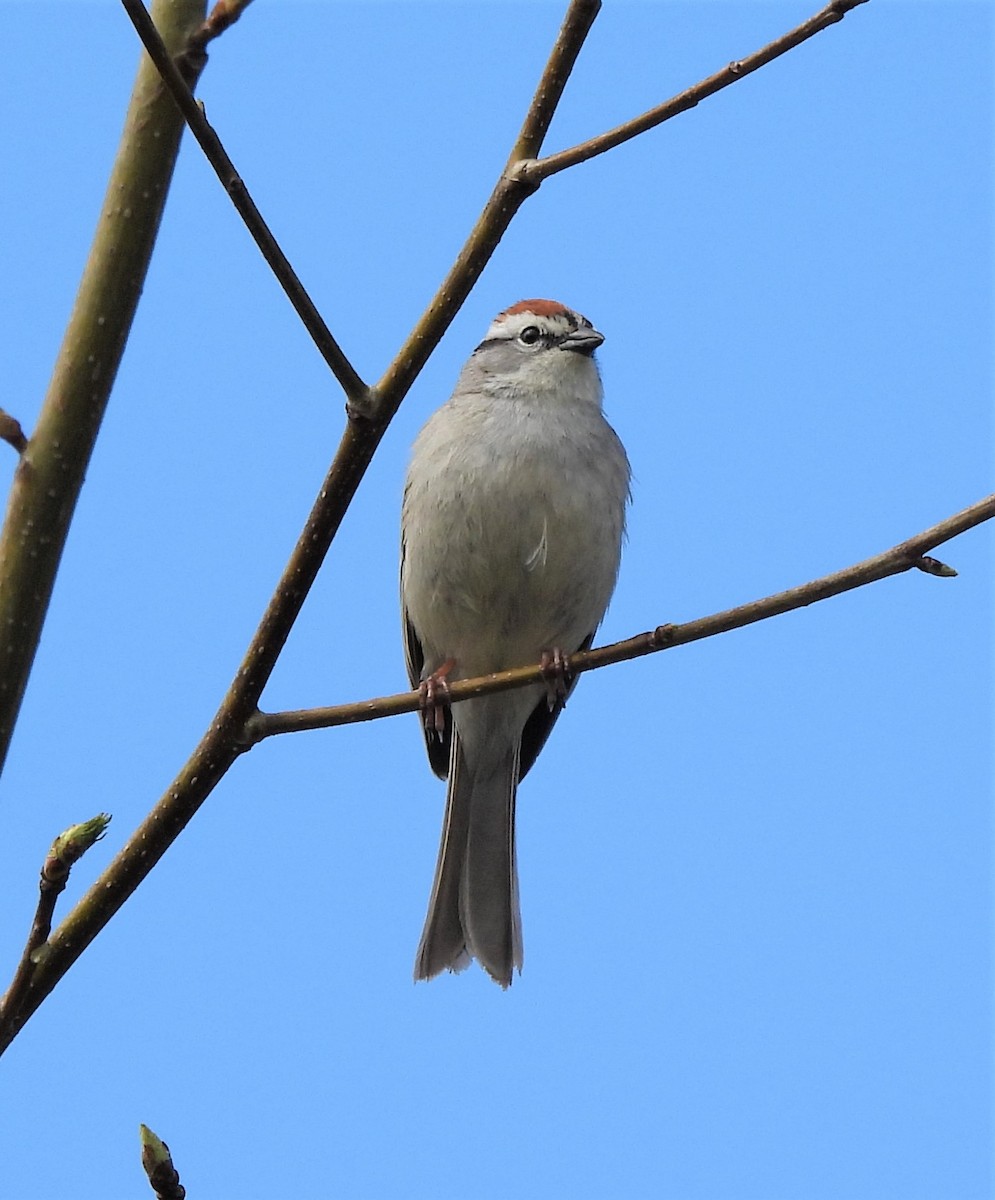 Chipping Sparrow - ML434701931