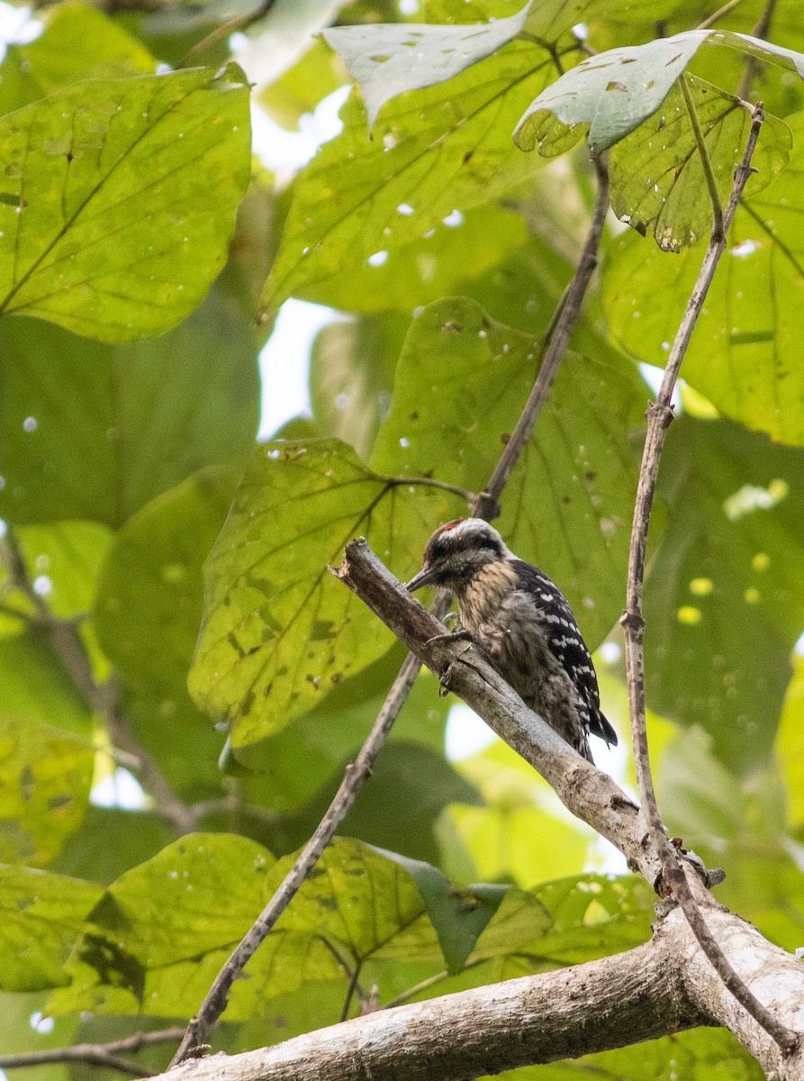 Gray-capped Pygmy Woodpecker - ML434703181