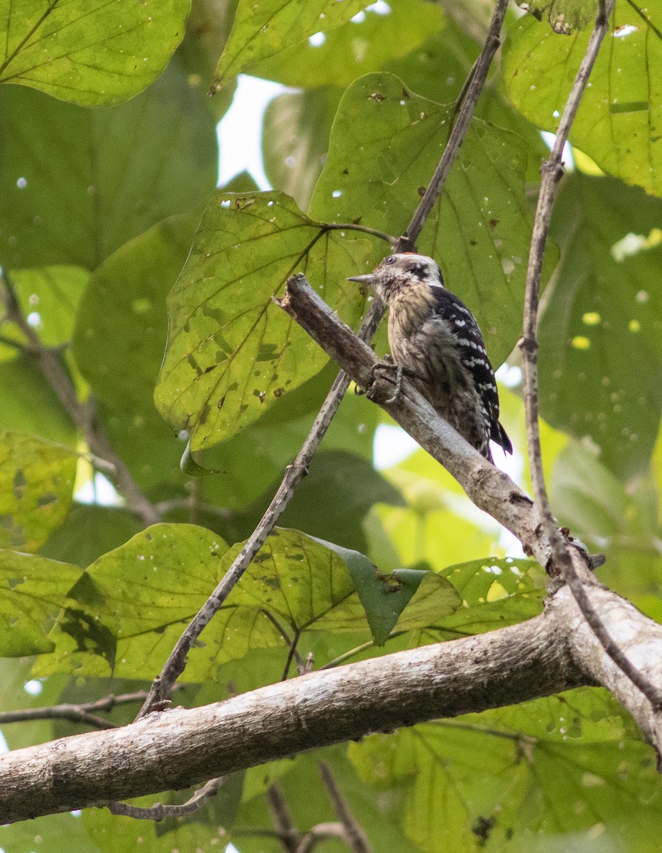 Gray-capped Pygmy Woodpecker - ML434703251