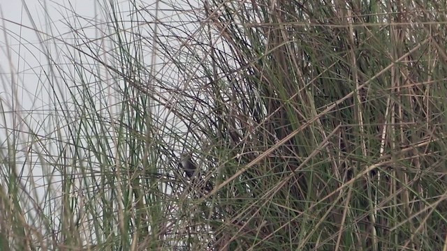 Swamp Grass Babbler - ML434704311