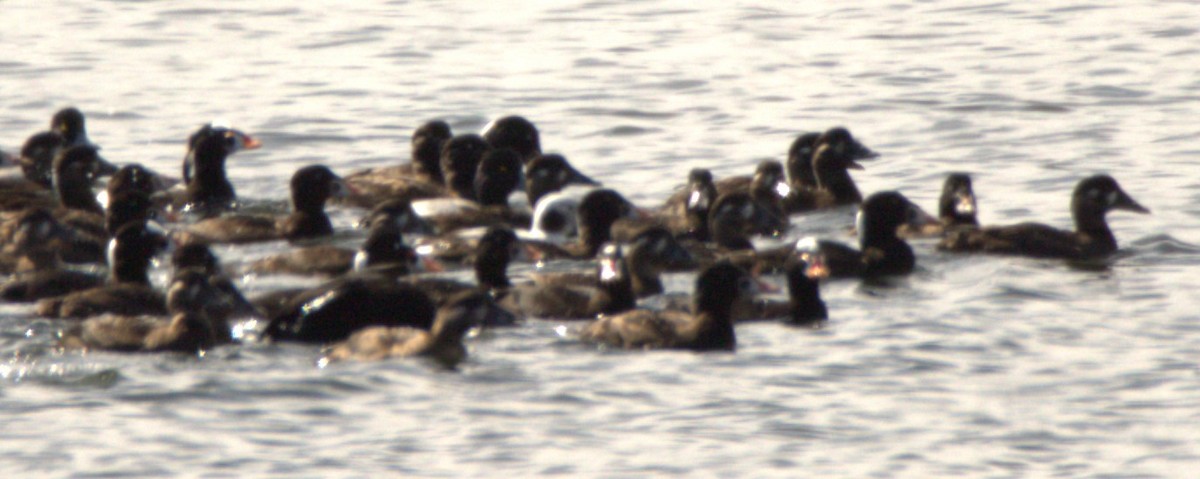 Long-tailed Duck - Walter Thorne