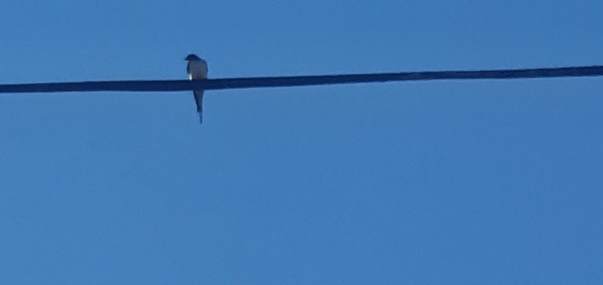 Barn Swallow - ML434704671