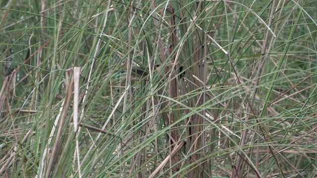 Black-breasted Parrotbill - ML434704861