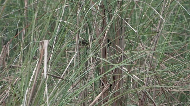 Black-breasted Parrotbill - ML434704861