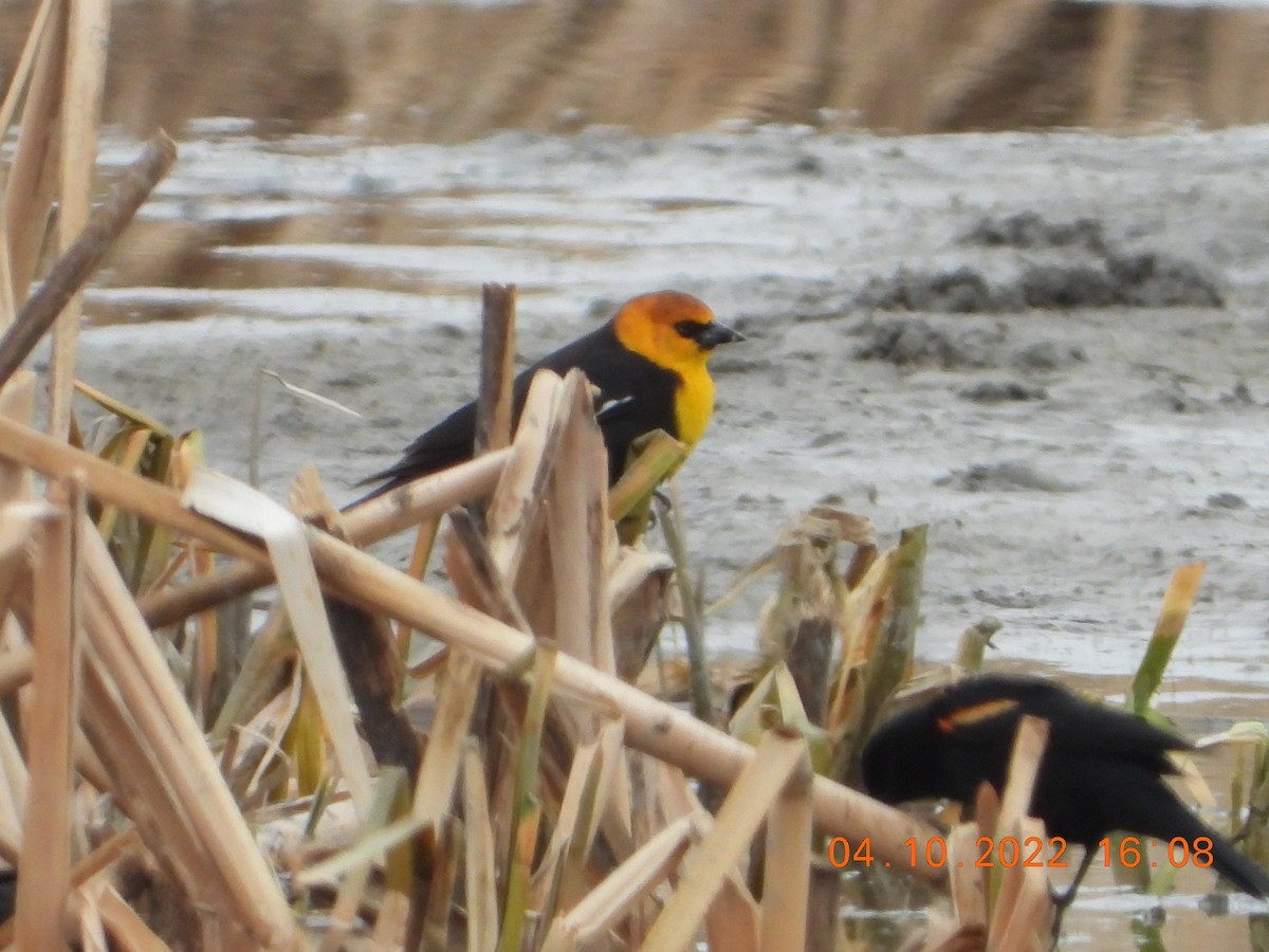 Yellow-headed Blackbird - ML434705861