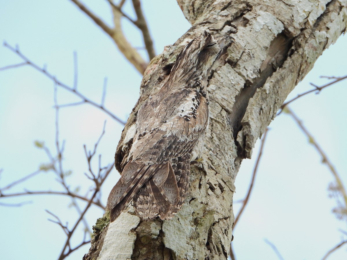 Northern Potoo - Cornelio Chablé