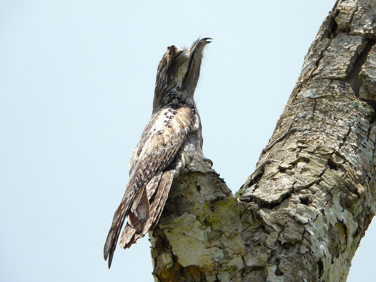 Northern Potoo - Cornelio Chablé