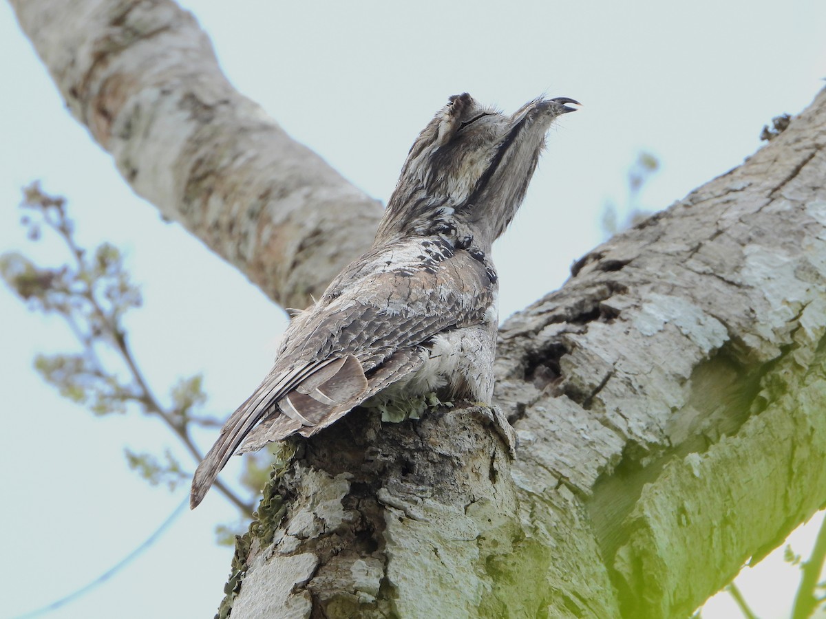 Northern Potoo - ML434706041