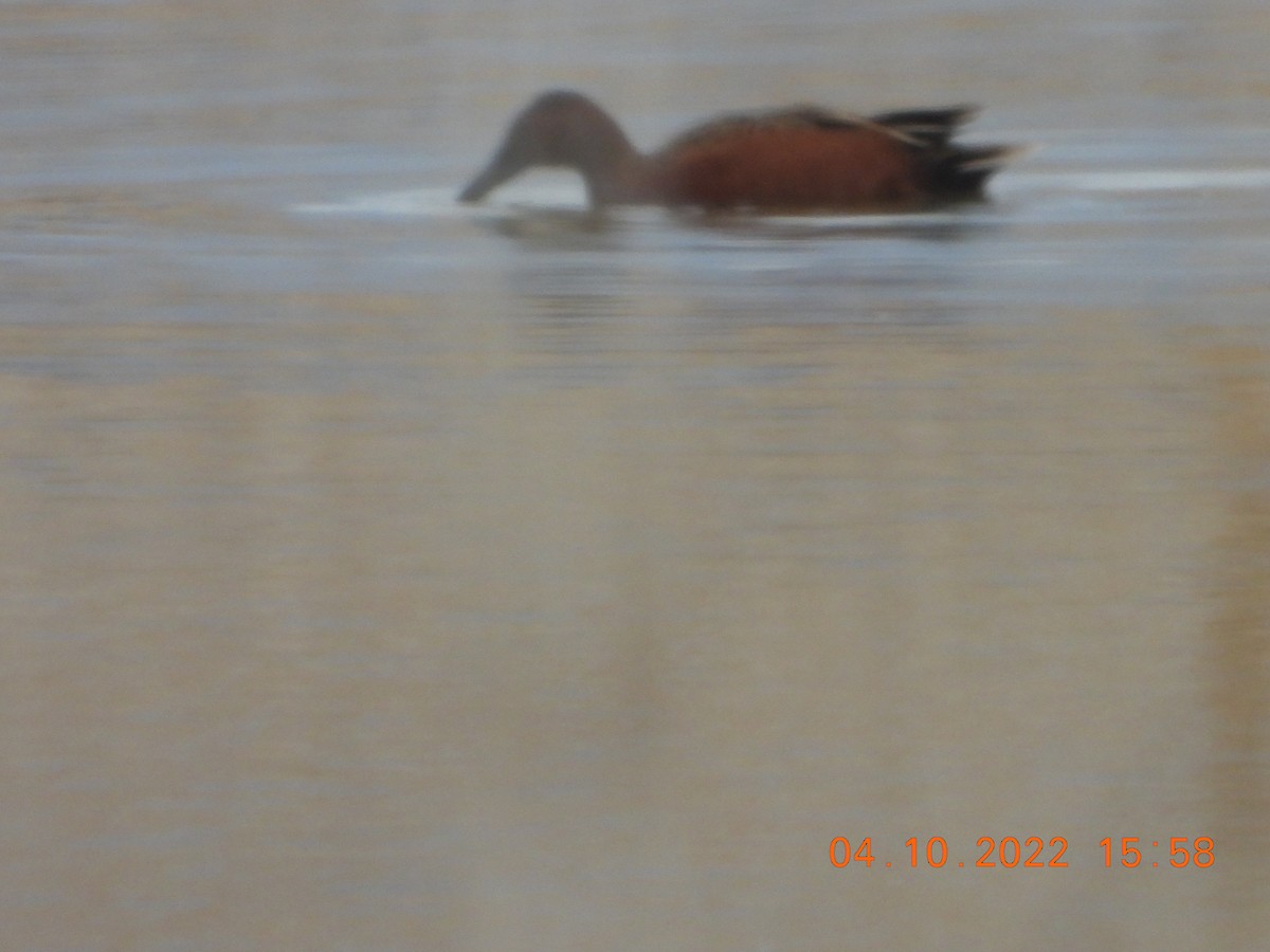 Cinnamon Teal - ML434706541