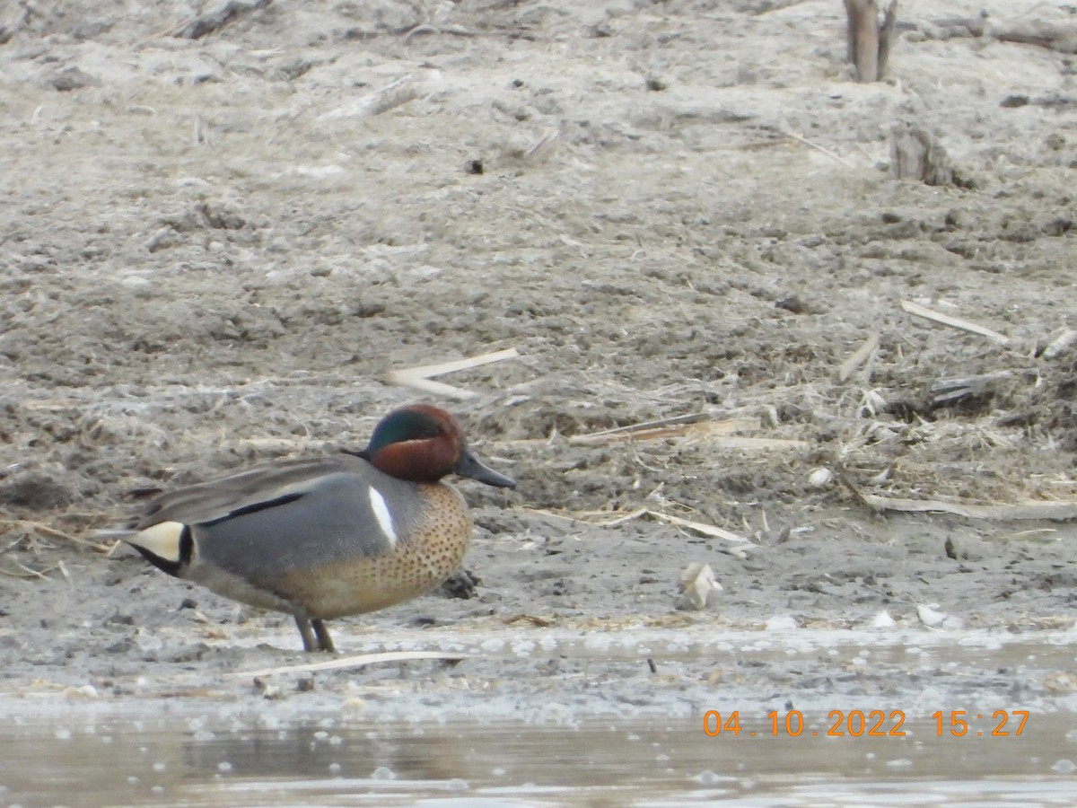 Green-winged Teal - ML434706861