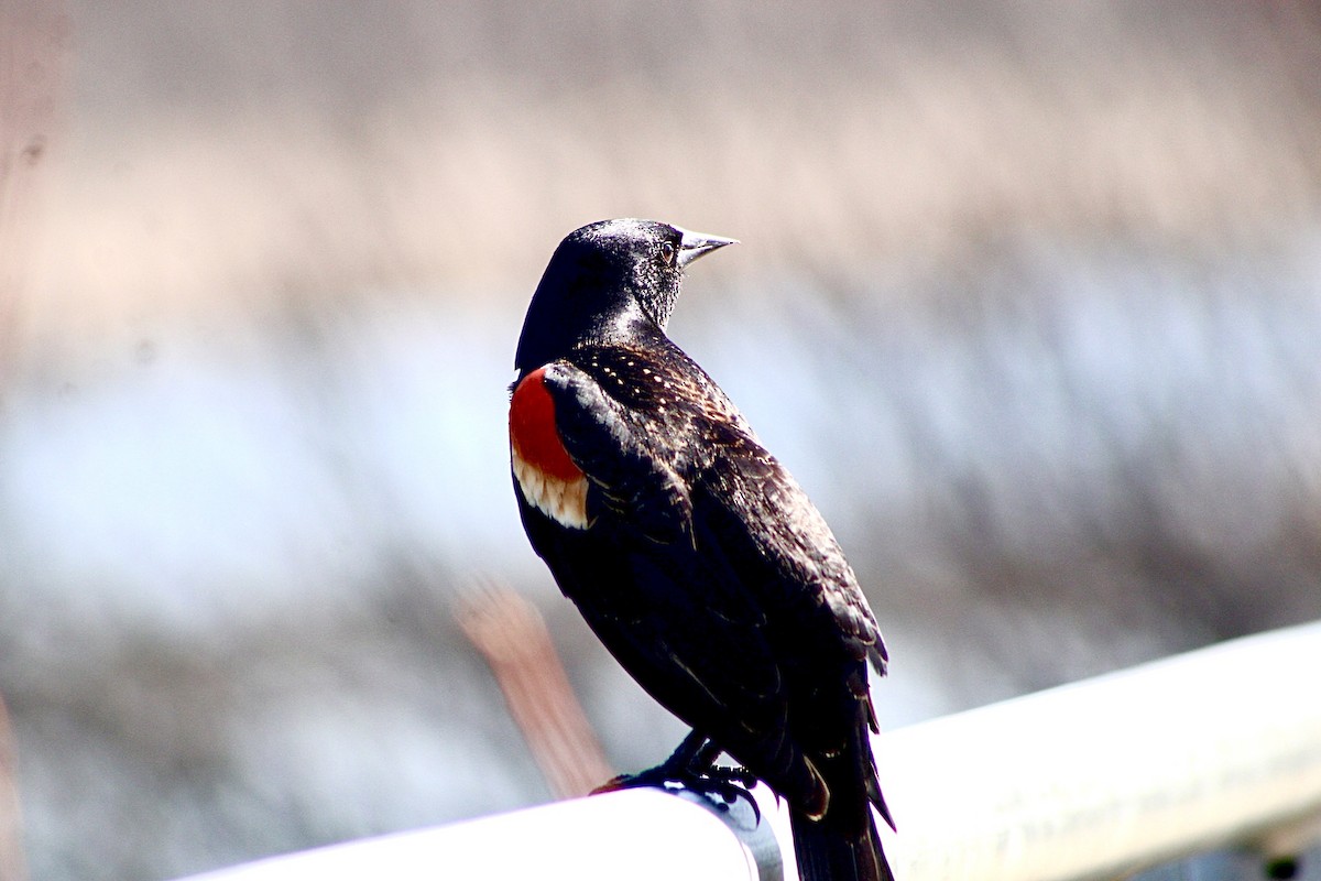 Red-winged Blackbird - ML434707491