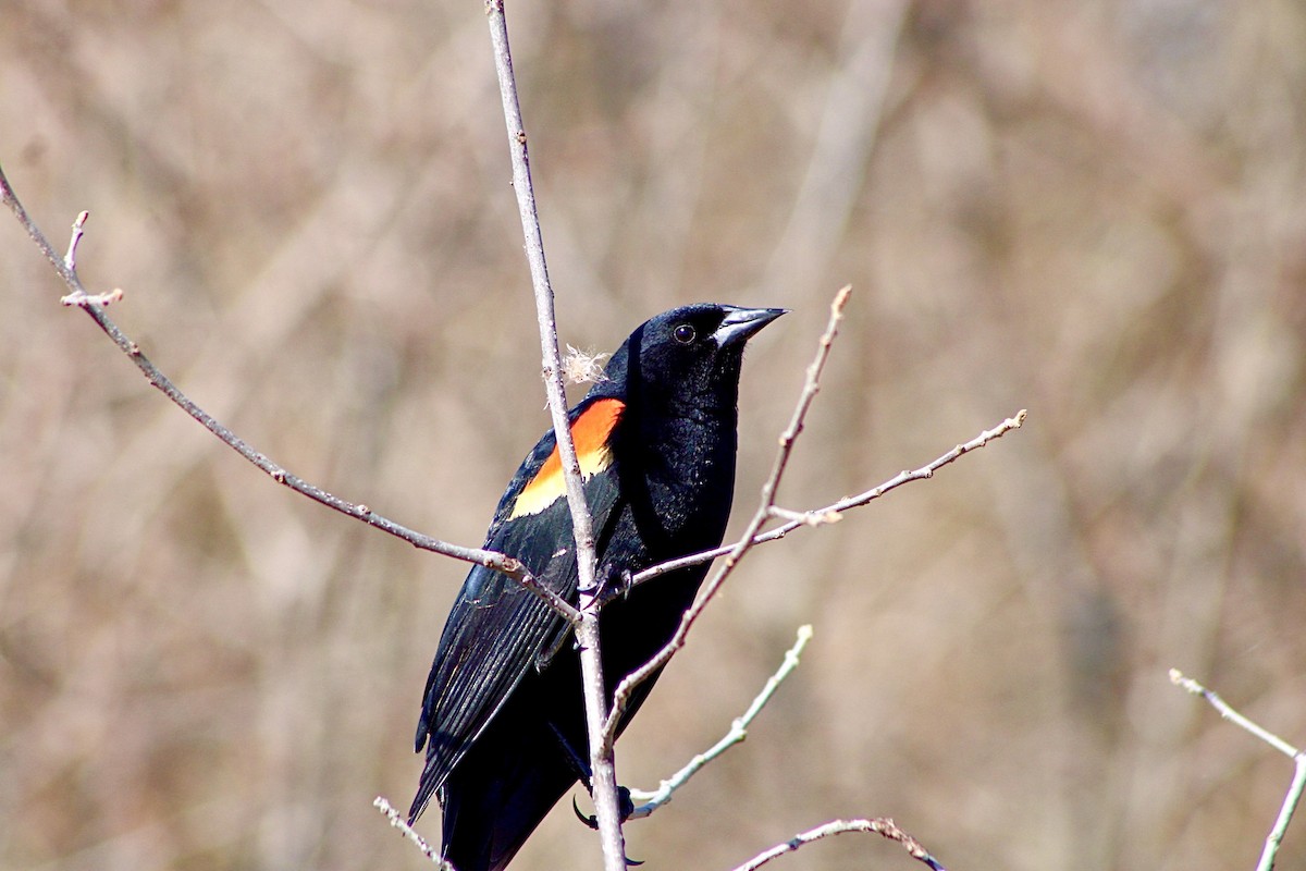 Red-winged Blackbird - ML434707501