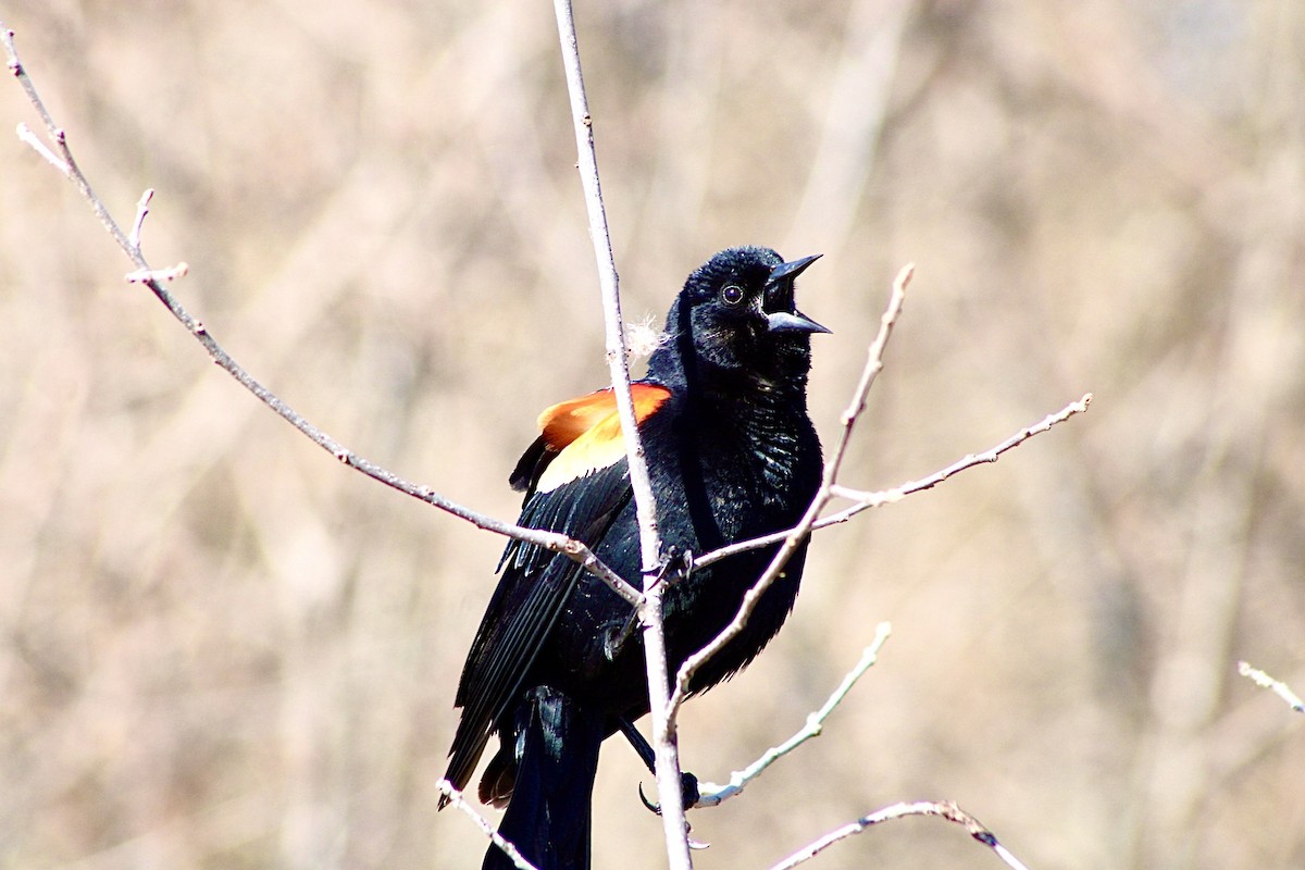 Red-winged Blackbird - ML434707511