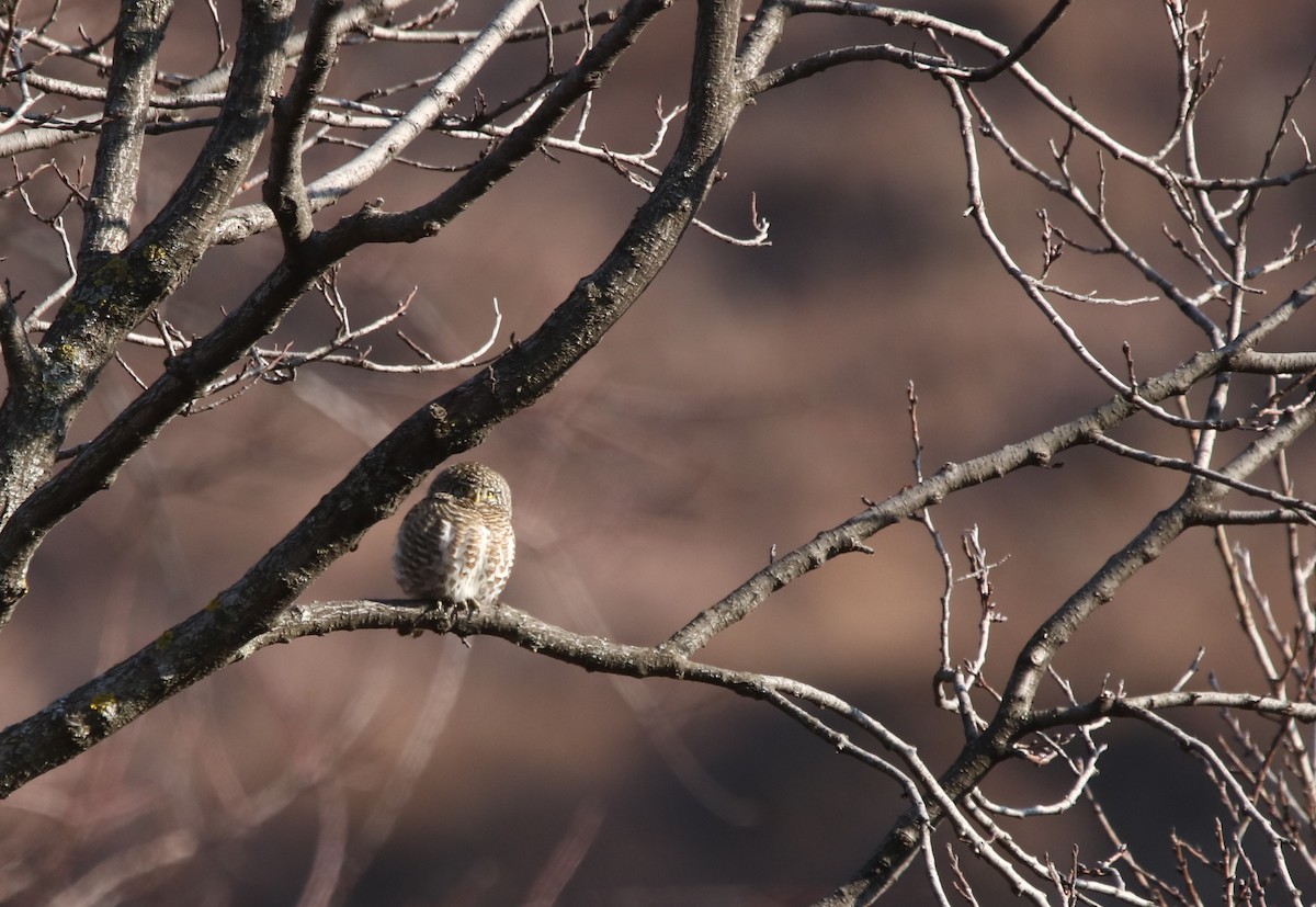 Collared Owlet - Vyom Vyas