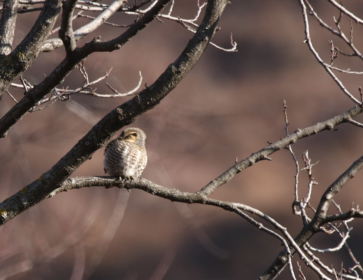 Collared Owlet - Vyom Vyas