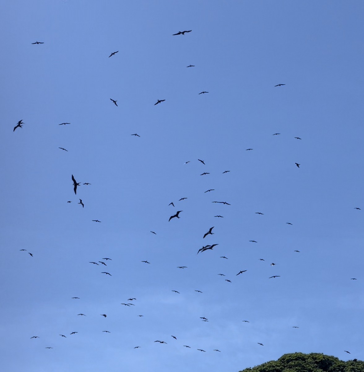 Lesser Frigatebird - ML434710221