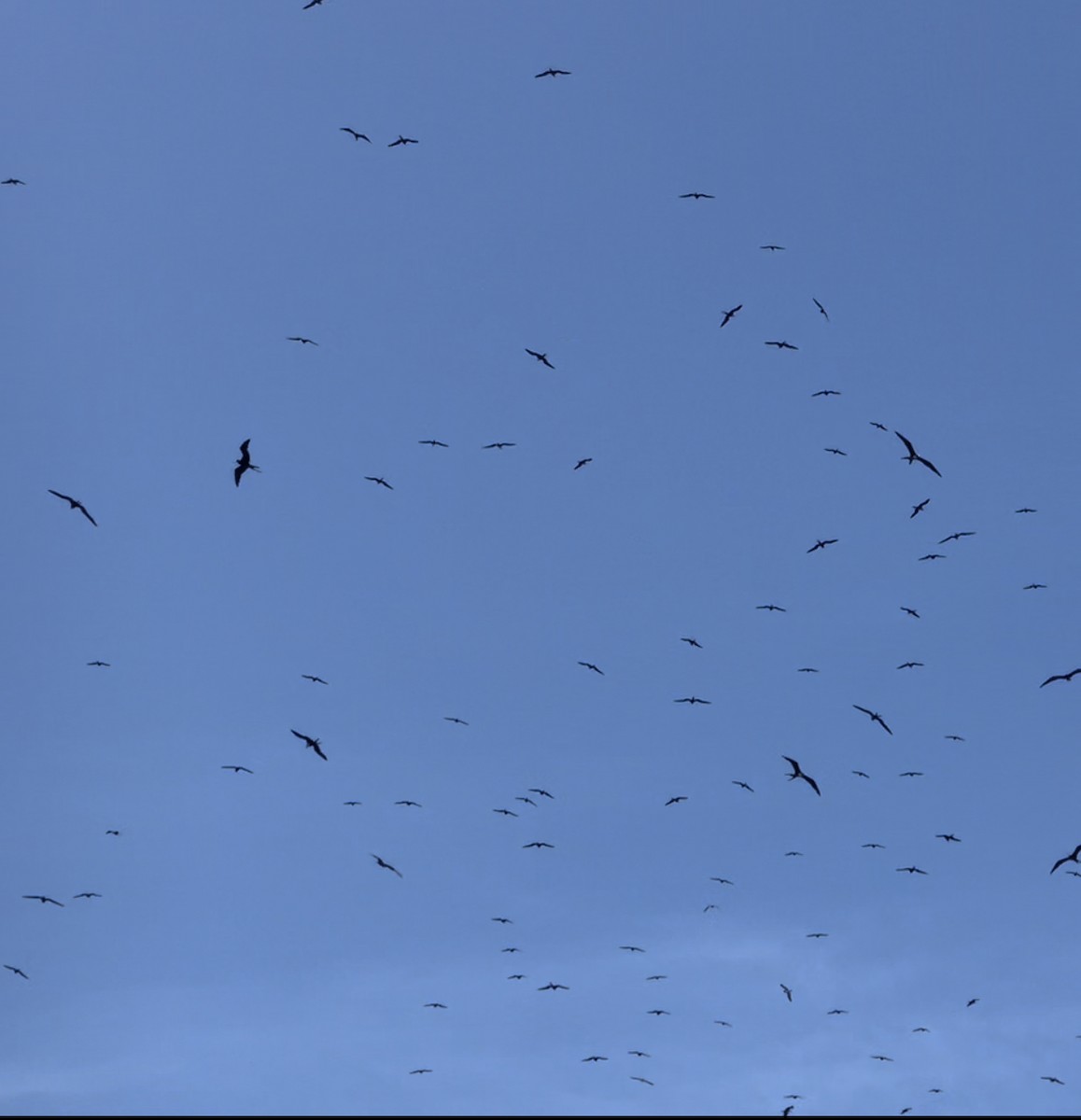 Lesser Frigatebird - ML434710421