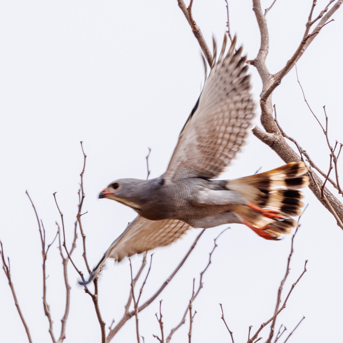 Lizard Buzzard - ML434711891