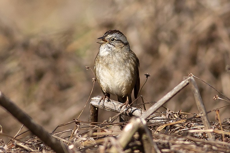 Swamp Sparrow - ML434714091