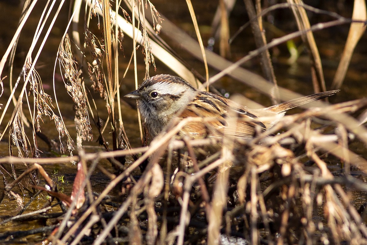 Swamp Sparrow - ML434714101