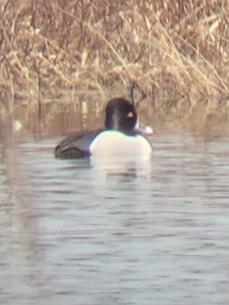 Ring-necked Duck - ML434715141