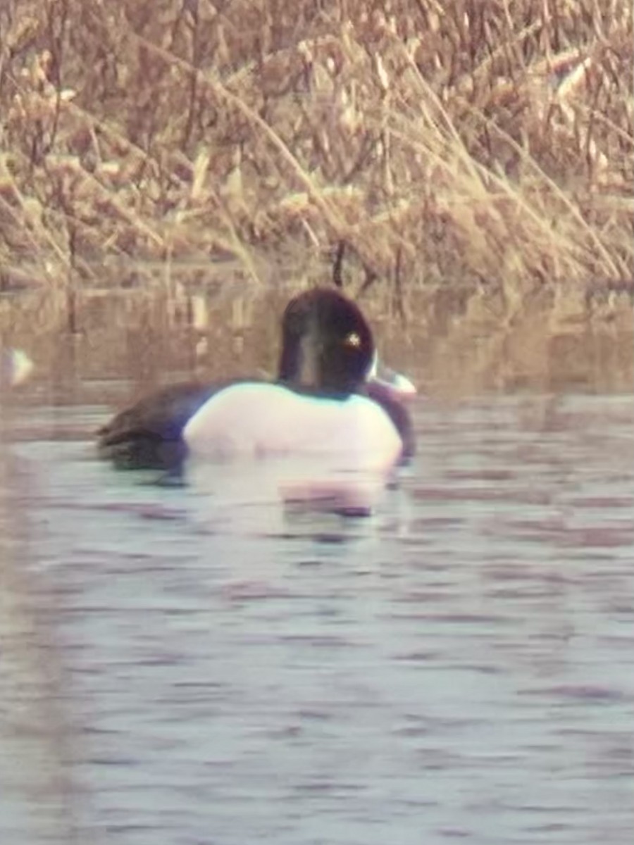 Ring-necked Duck - David Harrison