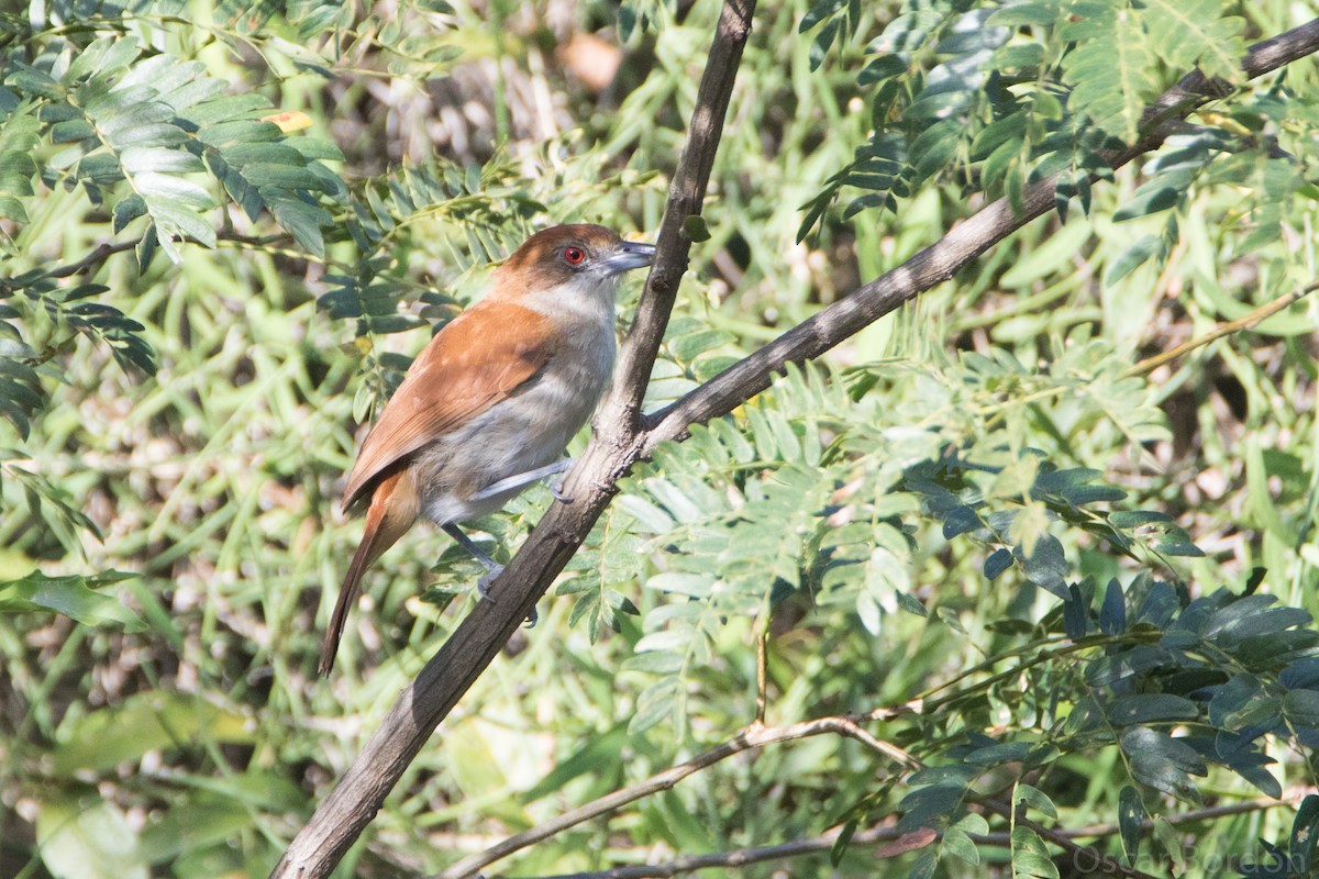 Great Antshrike - Oscar Bordon