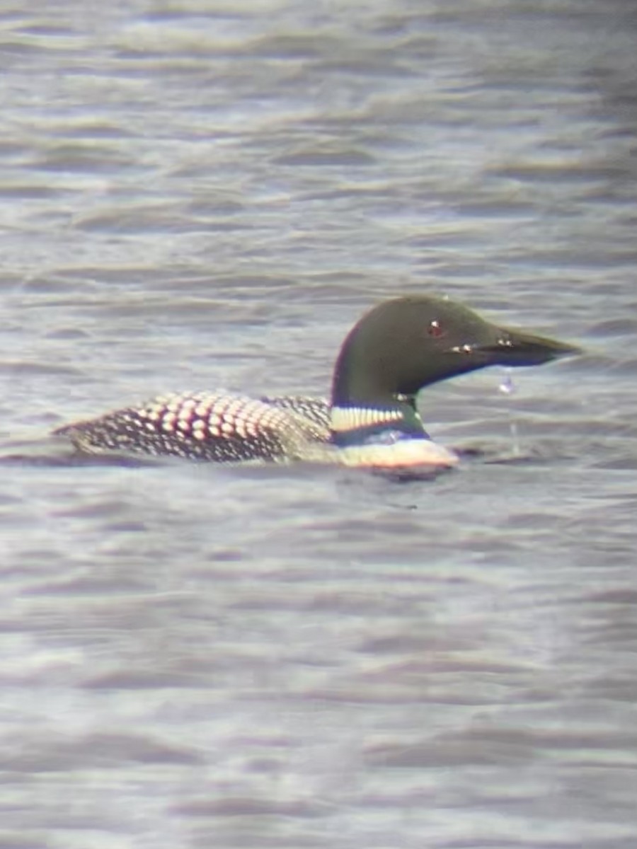 Common Loon - ML434715291