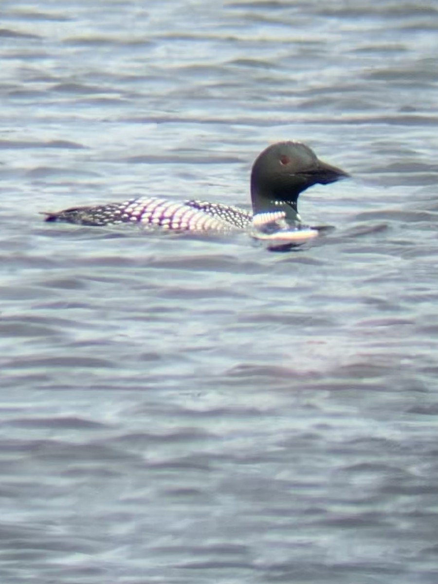 Common Loon - ML434715311