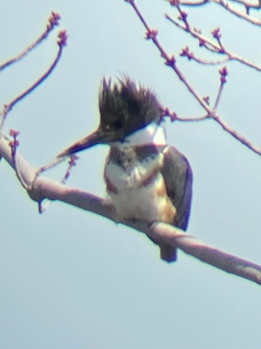 Belted Kingfisher - David Harrison