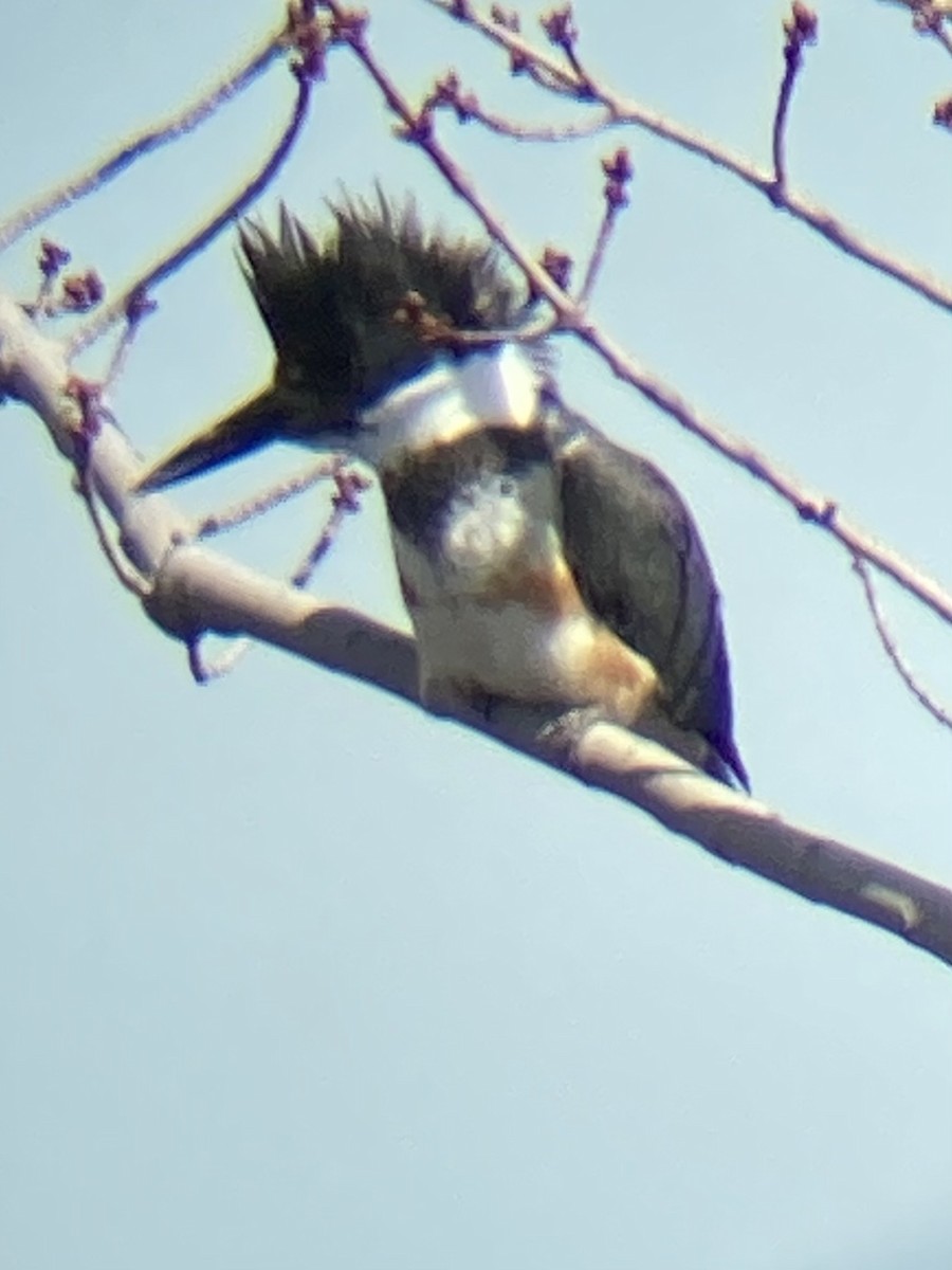 Belted Kingfisher - David Harrison