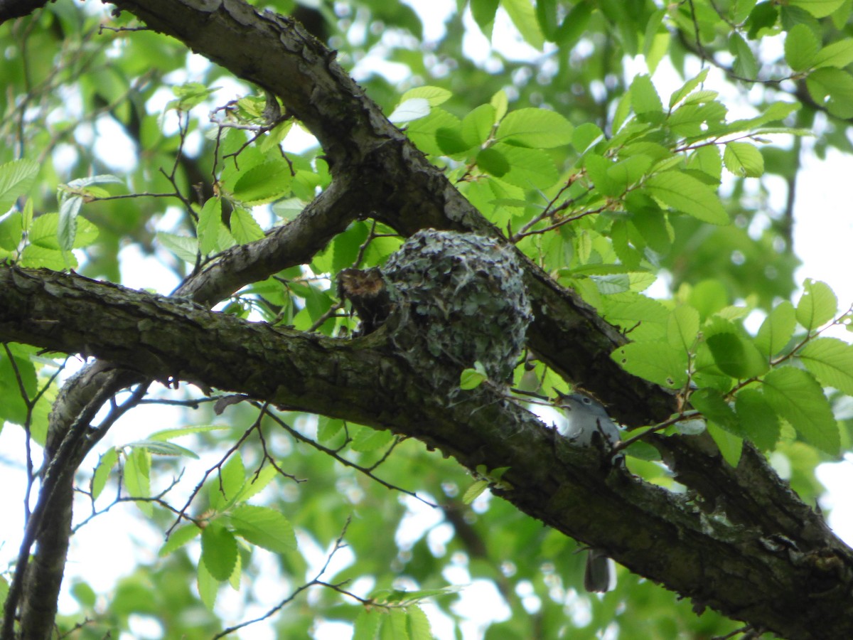 Blue-gray Gnatcatcher - ML434720241