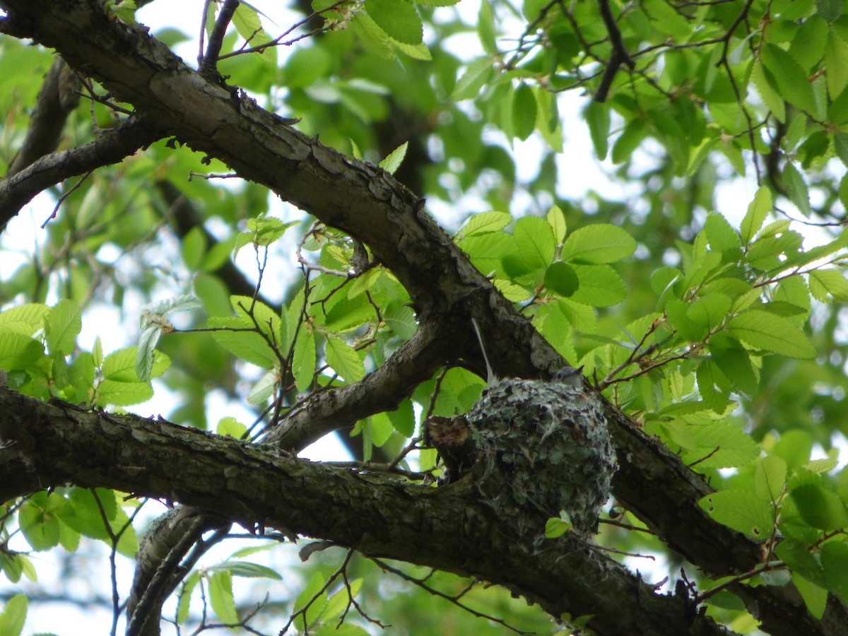 Blue-gray Gnatcatcher - ML434720261