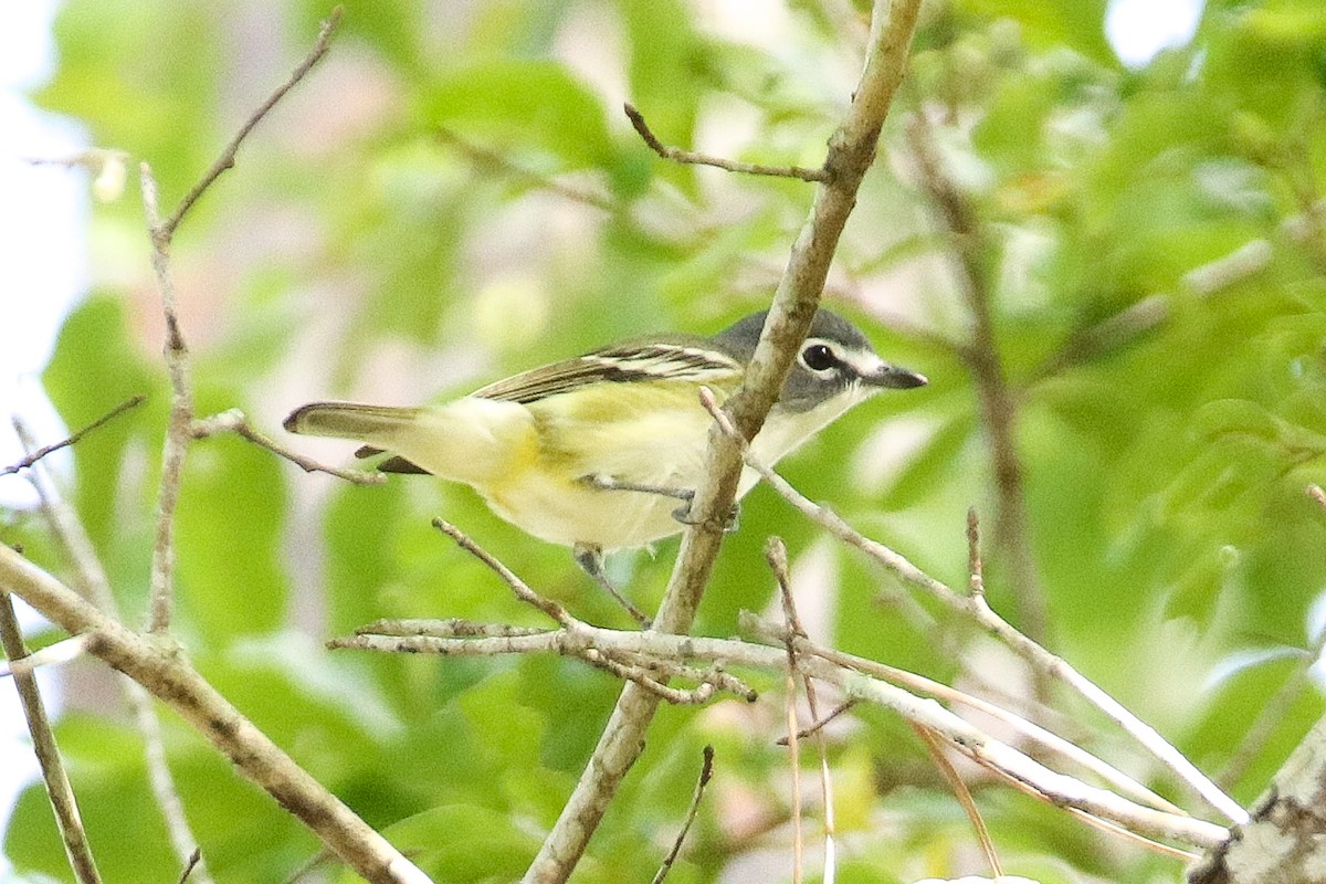 Blue-headed Vireo - ML434720571