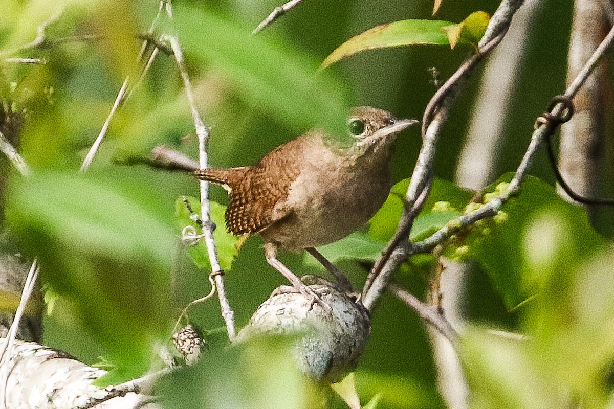 House Wren - ML434720601