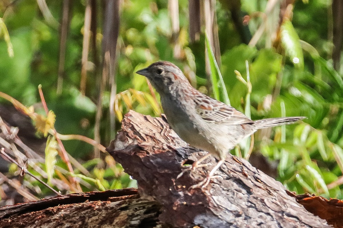 Bachman's Sparrow - ML434720691