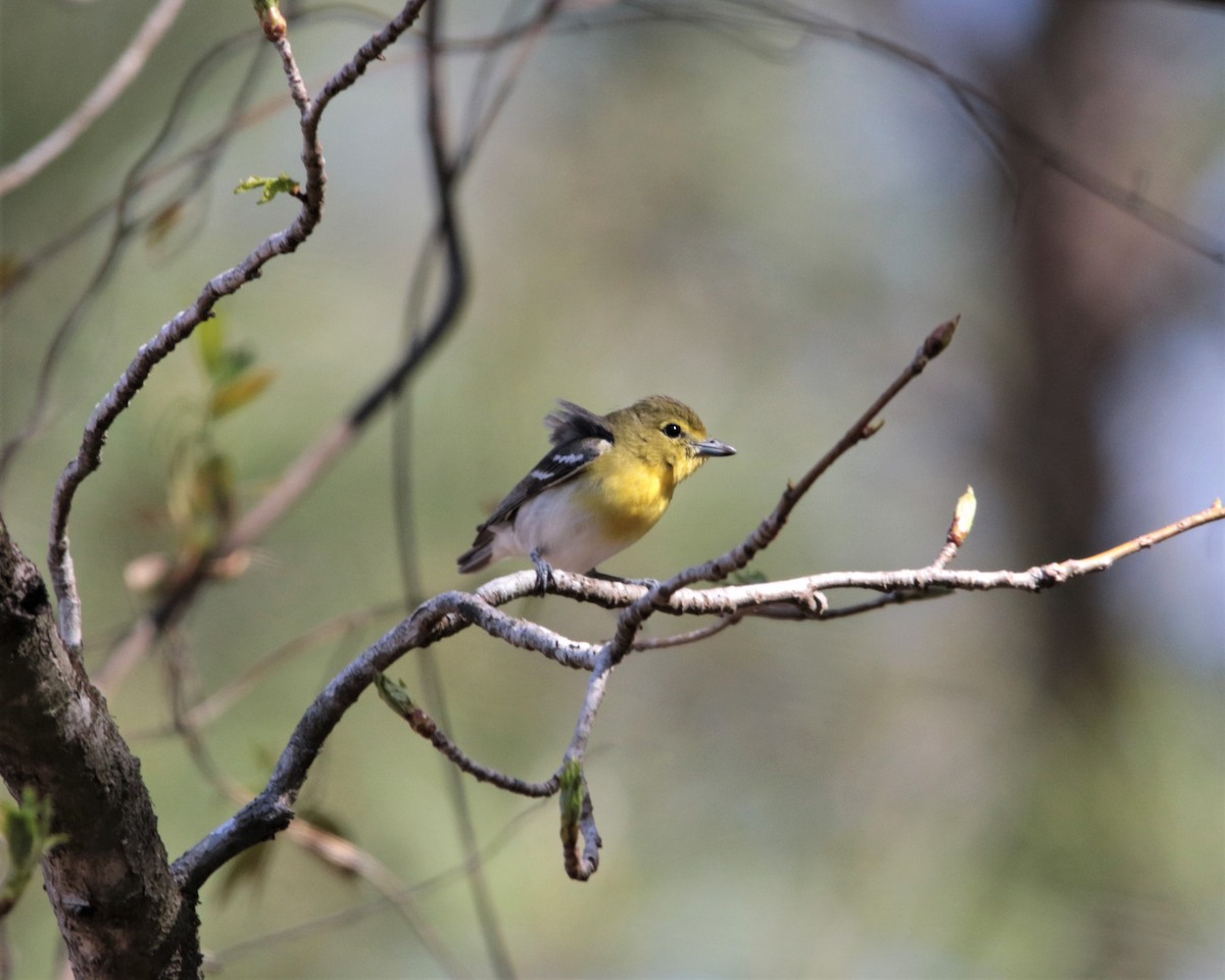 Sarı Gerdanlı Vireo - ML434721331