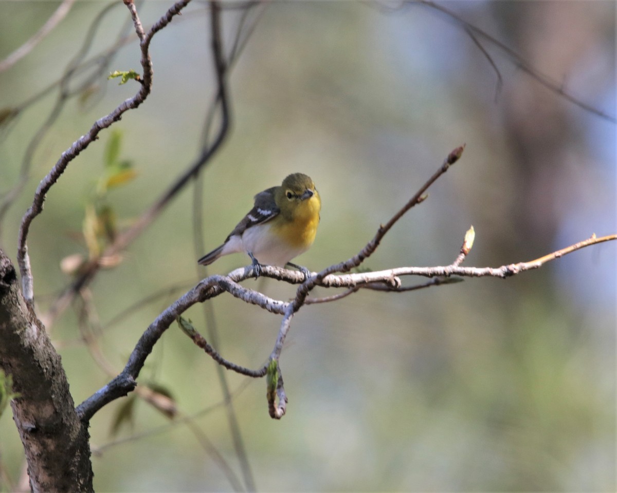 Vireo Gorjiamarillo - ML434721481