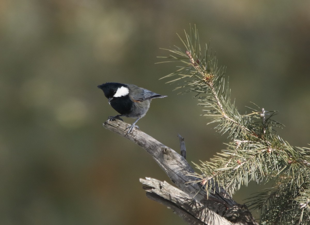 Rufous-naped Tit - ML434721511