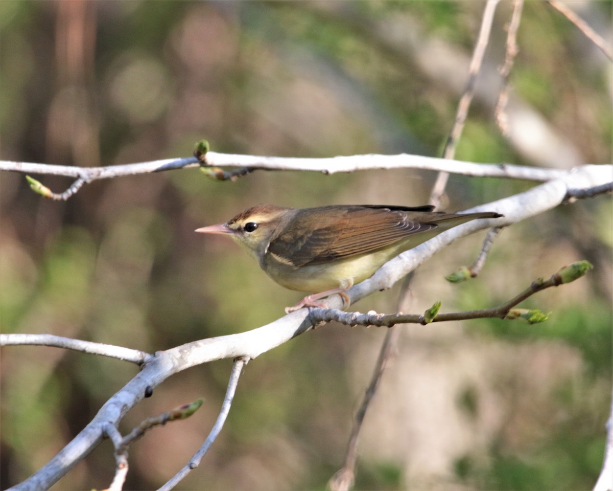 Swainson's Warbler - ML434721591