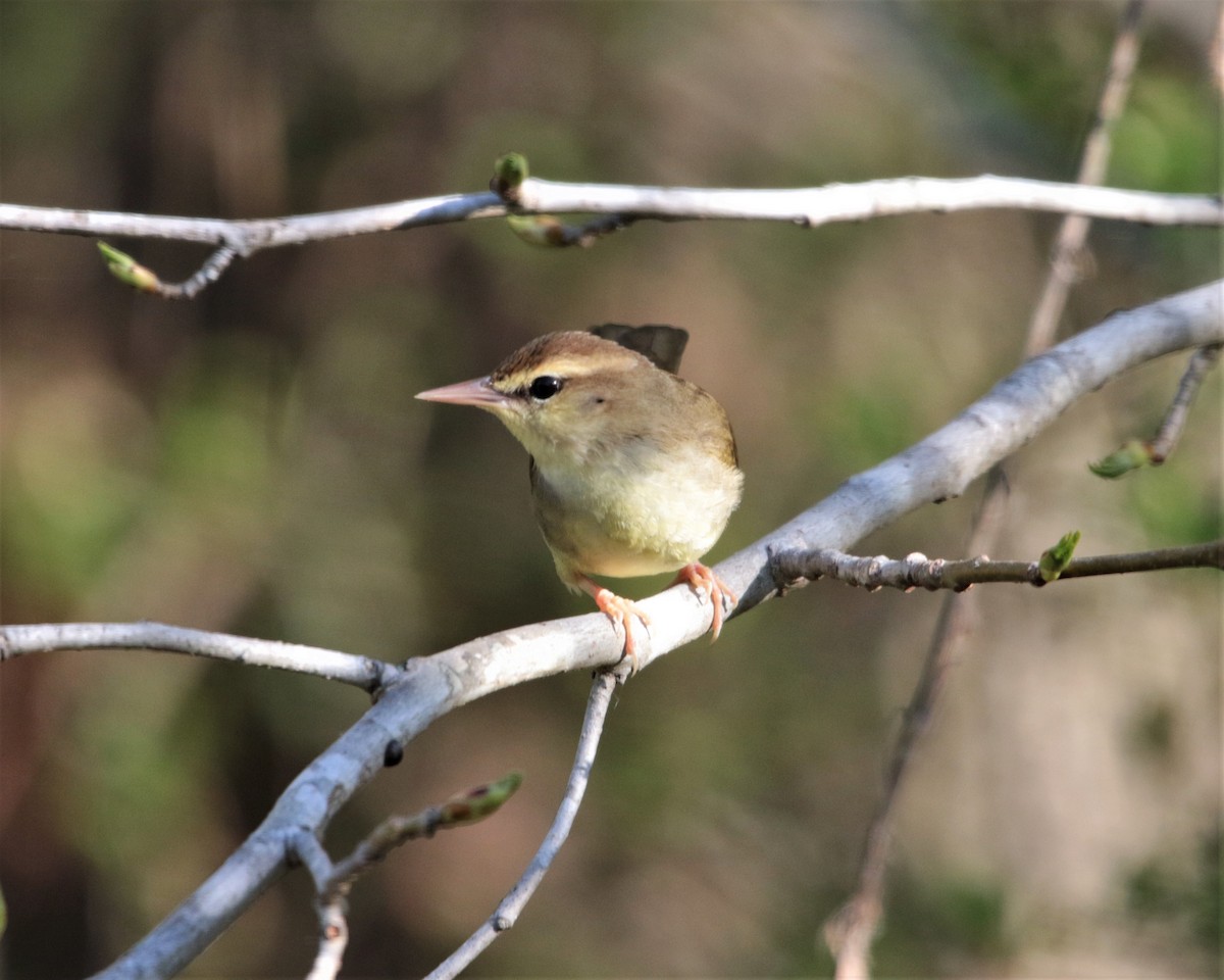 Swainson's Warbler - ML434721681