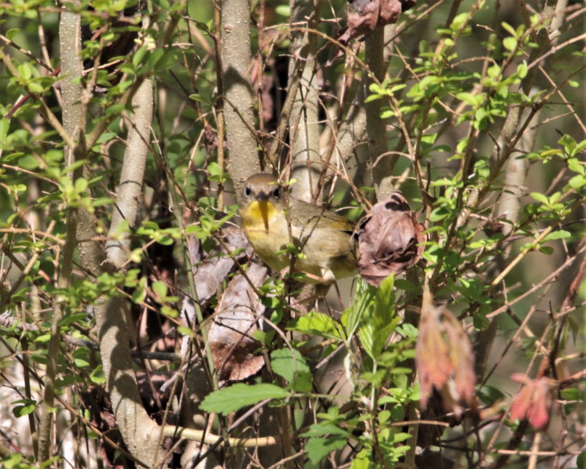 Common Yellowthroat - ML434721831